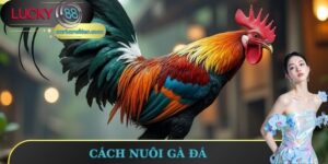 Cách Nuôi Gà Đá Hiệu Quả Và Đẳng Cấp Từ Chuyên Gia 2025