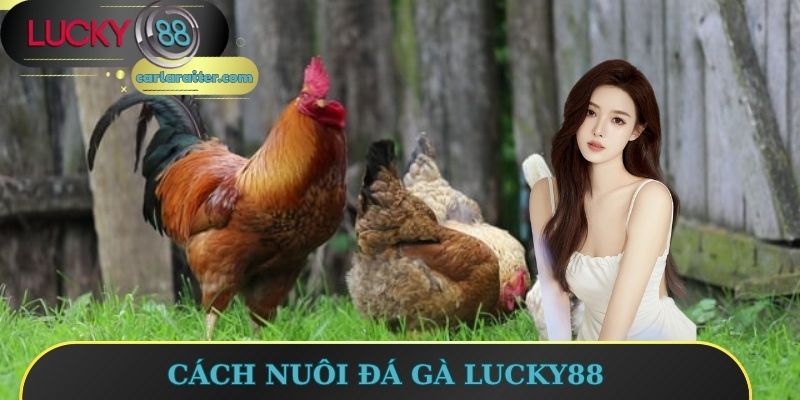 Cách nuôi đá gà Lucky88