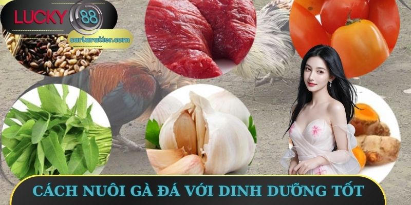 Cách nuôi gà đá với dinh dưỡng tốt
