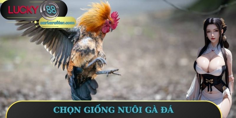 Chọn giống nuôi gà đá