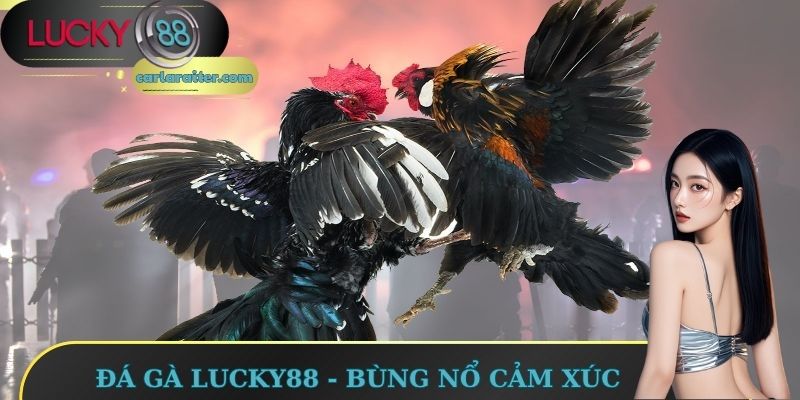Đá gà Lucky88 - Bùng nổ cảm xúc