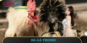 Đá Gà Thomo - Nơi Của Những Trận Đấu Kịch Tính 2025