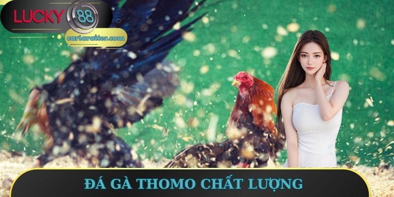 Đá gà Thomo chất lượng